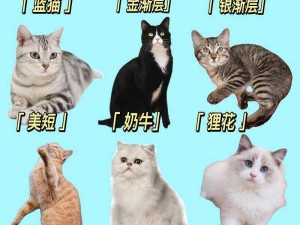 养了个猫，是一种什么样的体验？