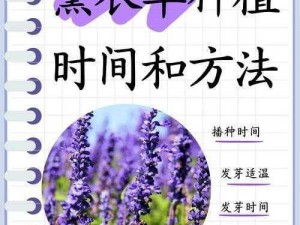 薰衣草研究所网站入口——专业提供薰衣草相关产品与服务