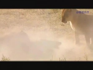 疯狂原始人掠夺技巧大揭秘：如何在弱肉强食的世界中生存