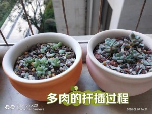 整篇都是车的多肉过程;多肉植物繁殖过程：一片叶子引发的奇迹