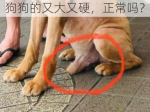 狗狗的又大又硬，正常吗？