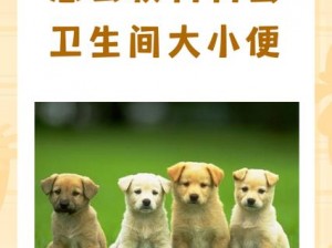 狗狗随地大小便怎么办？怎样让狗狗进入自己的房间拉屎？