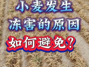 为什么要抵押朋友的麦子？会有什么后果？如何避免这种情况？