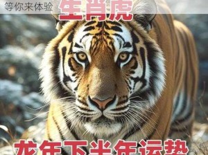 4 虎突然不能用了 2024，全新版本，更多惊喜等你来体验