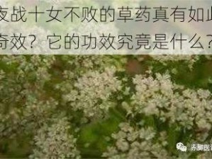 夜战十女不败的草药真有如此奇效？它的功效究竟是什么？