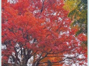 须臾游精彩截图抢先看：瞬间穿越体验，领略无限美景