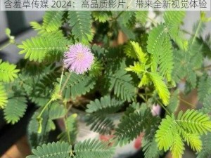 含羞草传媒 2024：高品质影片，带来全新视觉体验