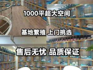 wow 宠物品质大揭秘：你想知道的都在这里