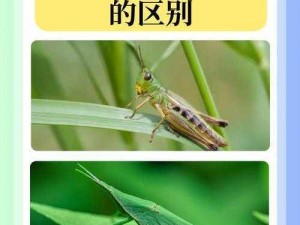 央视蚱蜢为何藏身无人区编码 6229Jm？