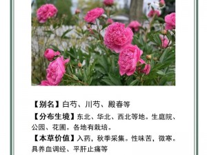 林芍药为什么如此香软玉滑？教你几招轻松拥有