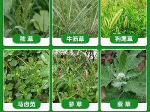 野草乱码一二三有何区别？