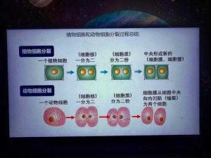 细胞分裂5游戏操作解析与技巧深度解读