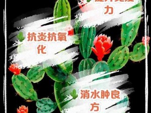 探索缺氧仙水掌的奥秘：揭秘其独特功效与应用