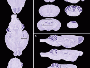 人曾交互 mouse 放，为何它如此重要？如何提高交互效率？mouse 放的正确姿势是怎样的？