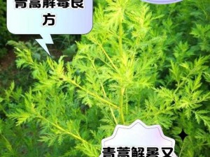 青青草为何如此受欢迎？怎样让青青草带来更多收益？