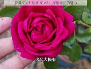 软香h1vl1;软香 h1vl1：探索未知的魅力