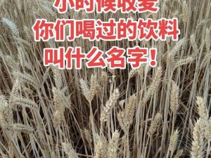 兄弟换麦子，以物换物，你换我也换