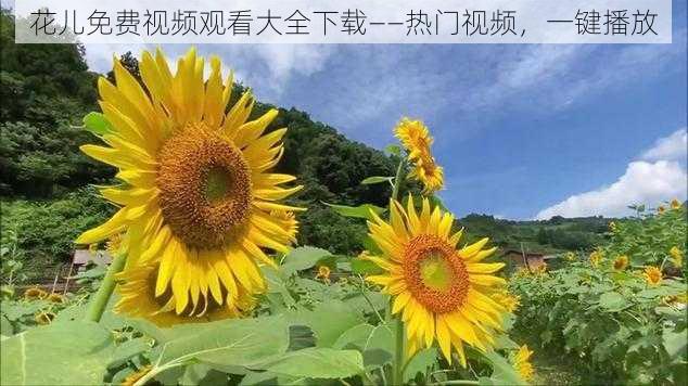 花儿免费视频观看大全下载——热门视频，一键播放