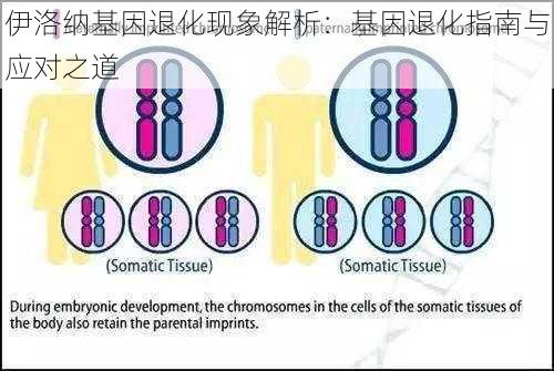 伊洛纳基因退化现象解析：基因退化指南与应对之道