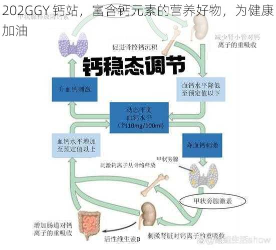 202GGY 钙站，富含钙元素的营养好物，为健康加油