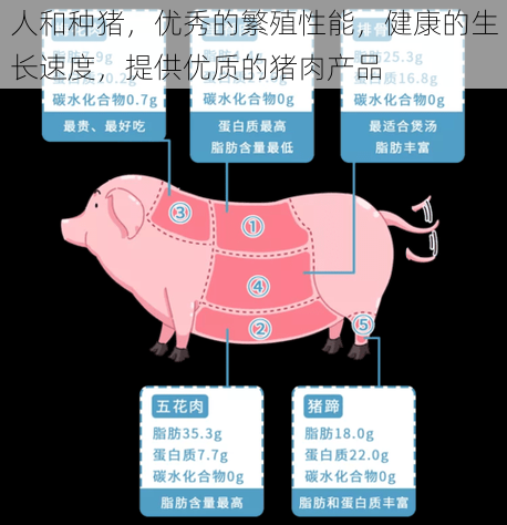 人和种猪，优秀的繁殖性能，健康的生长速度，提供优质的猪肉产品