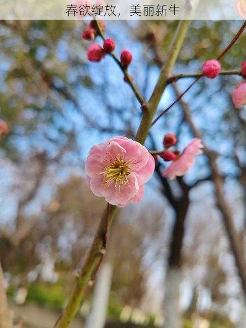 春欲绽放，美丽新生