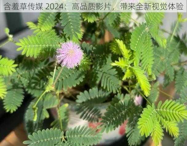 含羞草传媒 2024：高品质影片，带来全新视觉体验