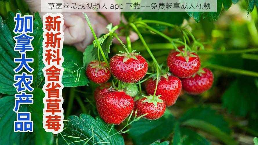 草莓丝瓜成视频人 app 下载——免费畅享成人视频