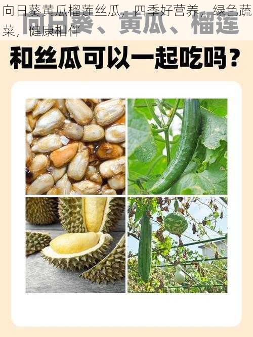 向日葵黄瓜榴莲丝瓜，四季好营养，绿色蔬菜，健康相伴