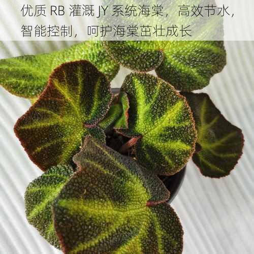 优质 RB 灌溉 JY 系统海棠，高效节水，智能控制，呵护海棠茁壮成长