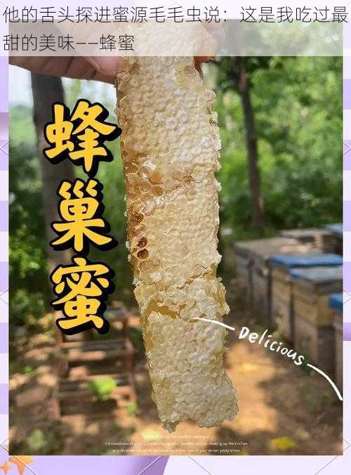 他的舌头探进蜜源毛毛虫说：这是我吃过最甜的美味——蜂蜜