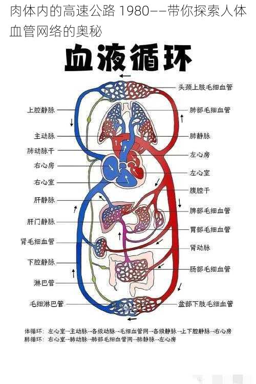 肉体内的高速公路 1980——带你探索人体血管网络的奥秘