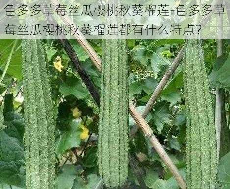 色多多草莓丝瓜樱桃秋葵榴莲-色多多草莓丝瓜樱桃秋葵榴莲都有什么特点？