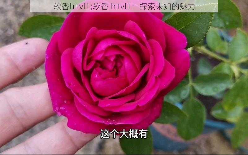 软香h1vl1;软香 h1vl1：探索未知的魅力