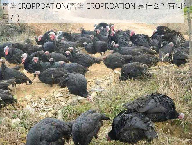 畜禽CROPROATION(畜禽 CROPROATION 是什么？有何作用？)