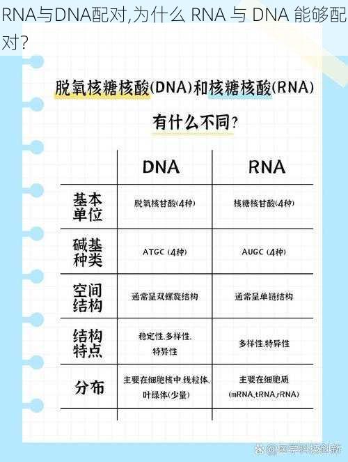 RNA与DNA配对,为什么 RNA 与 DNA 能够配对？