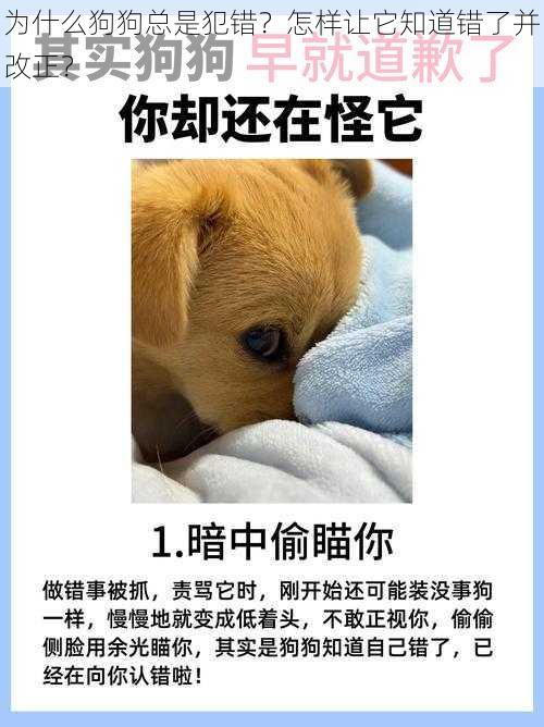 为什么狗狗总是犯错？怎样让它知道错了并改正？