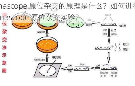 rnascope 原位杂交的原理是什么？如何进行 rnascope 原位杂交实验？