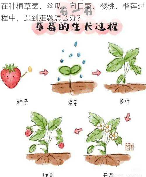 在种植草莓、丝瓜、向日葵、樱桃、榴莲过程中，遇到难题怎么办？