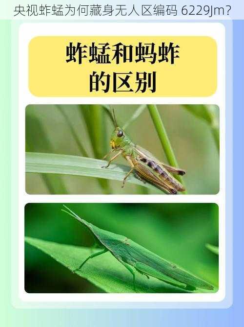 央视蚱蜢为何藏身无人区编码 6229Jm？