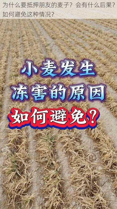 为什么要抵押朋友的麦子？会有什么后果？如何避免这种情况？