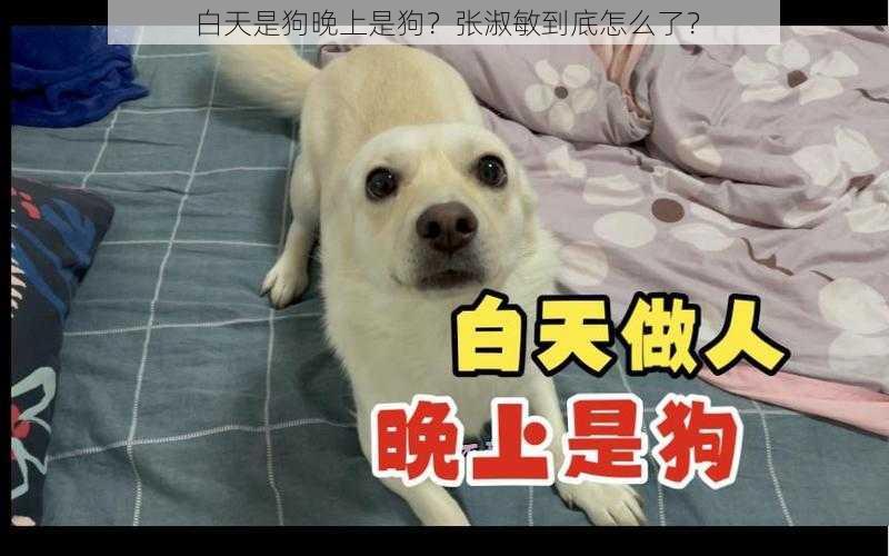 白天是狗晚上是狗？张淑敏到底怎么了？