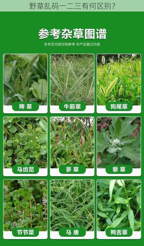 野草乱码一二三有何区别？