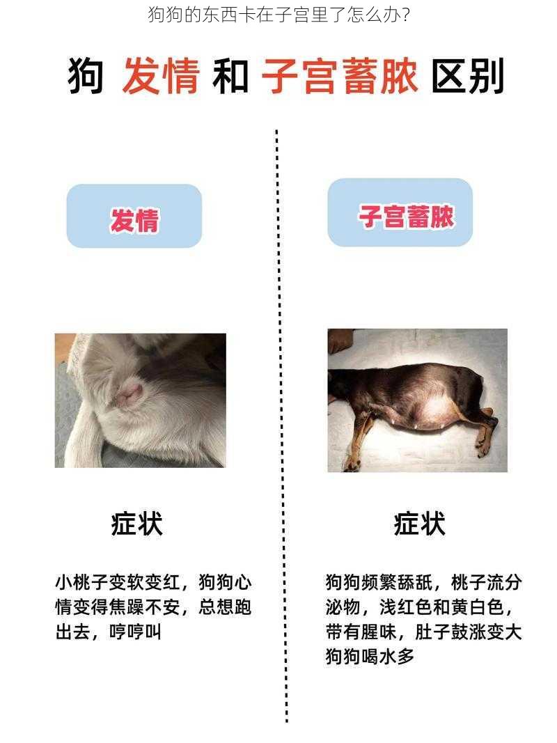 狗狗的东西卡在子宫里了怎么办？