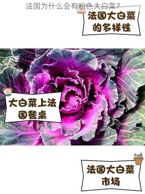 法国为什么会有粉色大白菜？