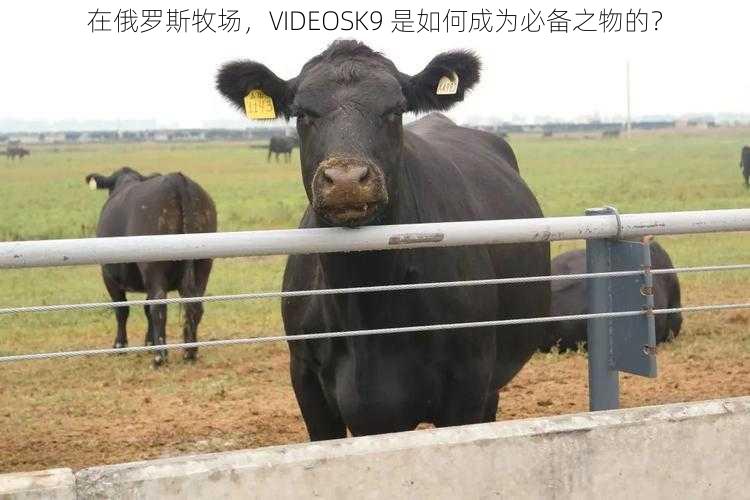 在俄罗斯牧场，VIDEOSK9 是如何成为必备之物的？