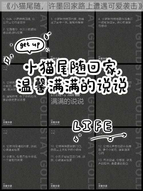 《小猫尾随，许墨回家路上遭遇可爱袭击》